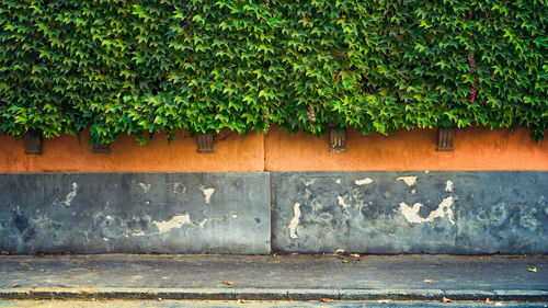 Sidewalk and old building covered with green leaves