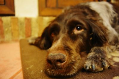 Portrait of a dog