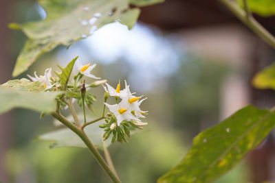 Close-up of yellow flowering plant