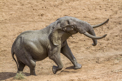 High angle view of elephant walking on land