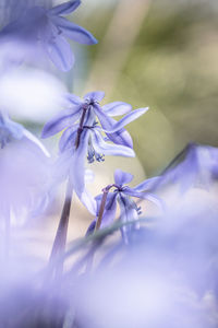 Close-up of purple flowering plant