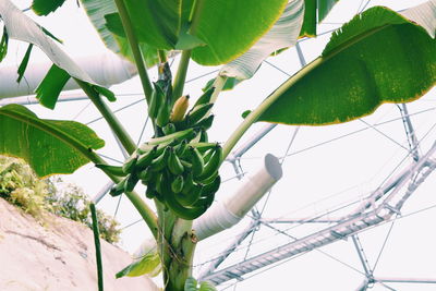 Plants growing on a tree