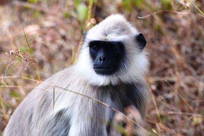 Close-up of gorilla looking away in forest