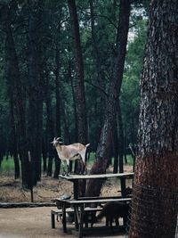 View of a goat in the forest
