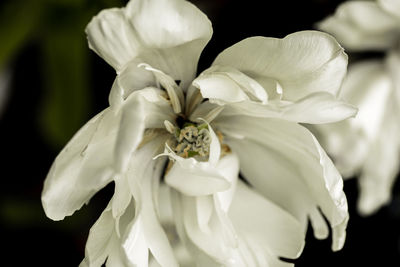 Close-up of white flowering plant