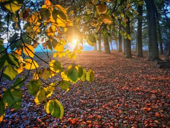 Sunlight falling on leaves during autumn