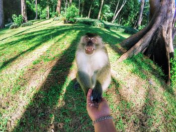 Cropped image of hand feeding monkey