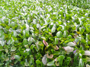 High angle view of white flowering plants