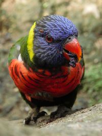 Close-up of parrot perching on branch