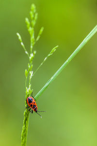 Close-up of insect on grass