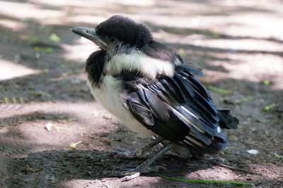 Close-up of bird perching on a field