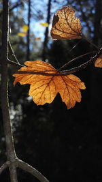 Close-up of dry maple leaf on branch