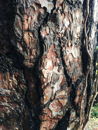 Full frame shot of tree trunk