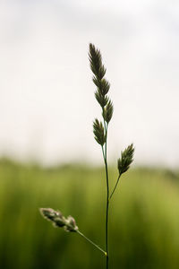 Close-up of flower growing in field