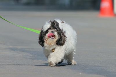 Hairy dog walking on road