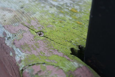 Close-up of lizard on leaf