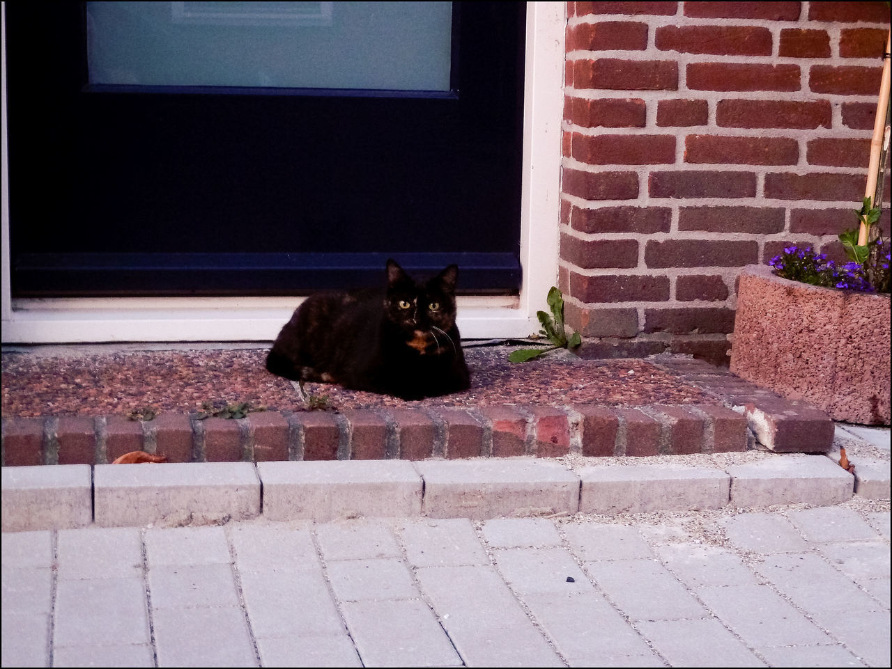 CAT SITTING ON WALL