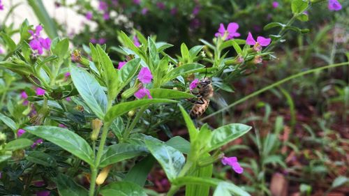 Close-up of insect on plant