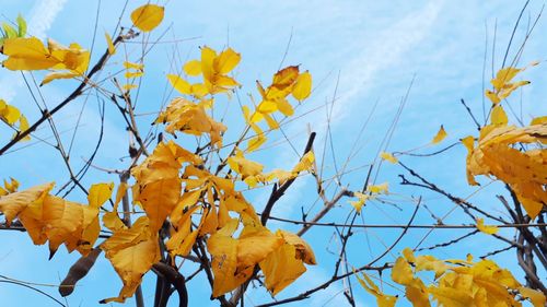 Low angle view of yellow leaves against sky