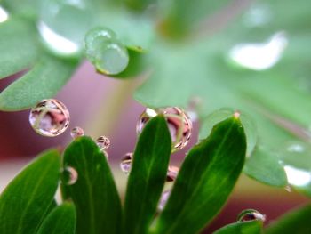 Close-up of wet plant