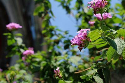 Close-up of bee on pink flowers