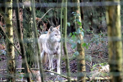 Portrait of an animal in forest