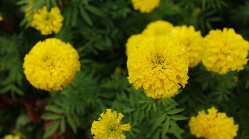 Close-up of yellow marigold blooming outdoors