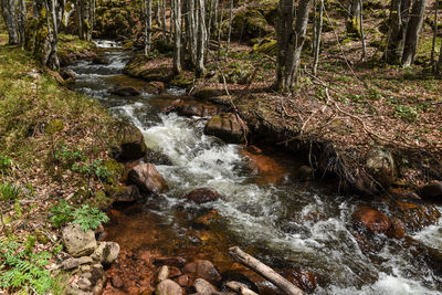 Stream flowing through rocks in forest