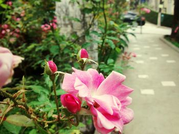 Close-up of pink flower