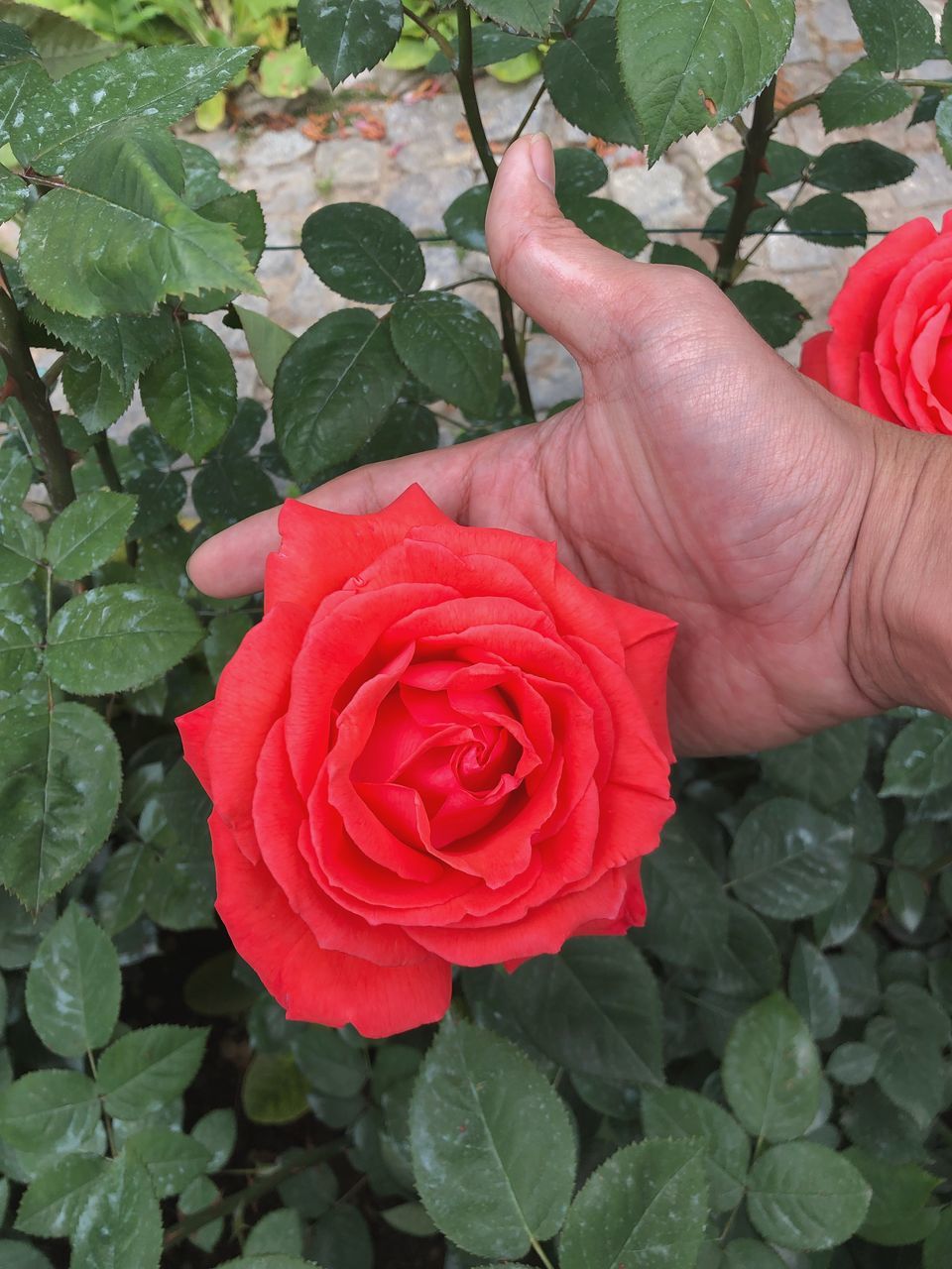 plant, beauty in nature, flower, flowering plant, plant part, rose, leaf, freshness, rose - flower, fragility, hand, one person, vulnerability, human hand, real people, inflorescence, flower head, petal, human body part, nature, finger, outdoors