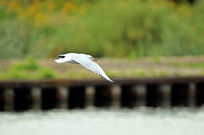 Seagull flying