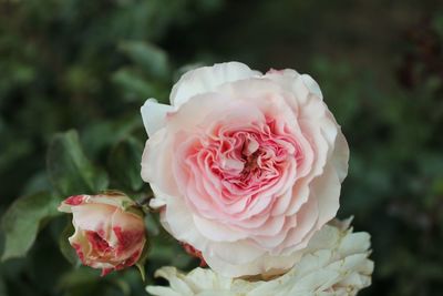 Close-up of rose flower