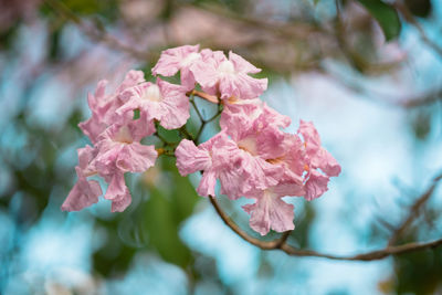 Close-up of pink flowers blooming outdoors