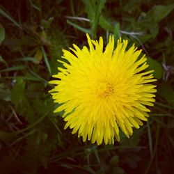 Close-up of yellow flower