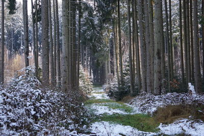 Trees in forest during winter