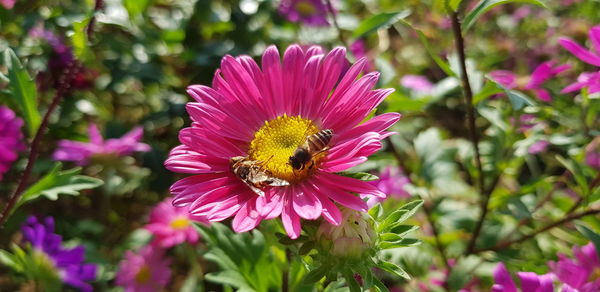 Bee on pink flower