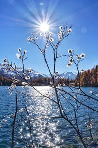 Scenic view of lake against blue sky on sunny day