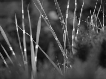 Close-up of wheat plants