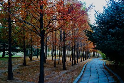 Road passing through forest