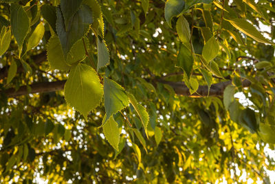 Low angle view of tree