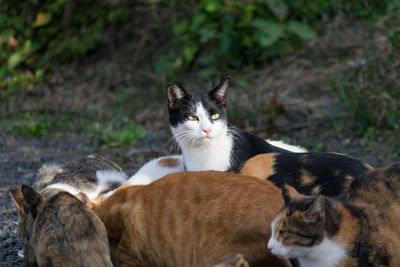 Close-up of cat