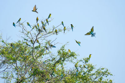 Low angle view of bird flying in sky