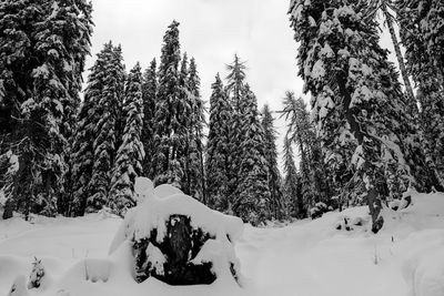 Trees on snow covered landscape against sky