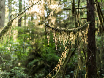 Close-up of tree trunk in forest