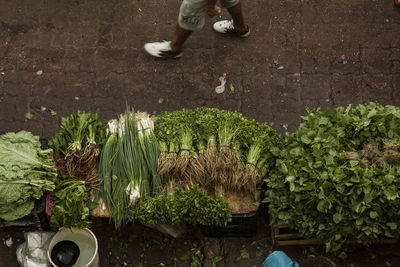 Low section of man standing by plants