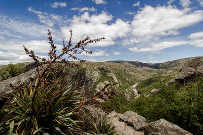 Plants growing on land against sky