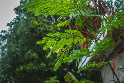 Close-up of wet leaves on tree