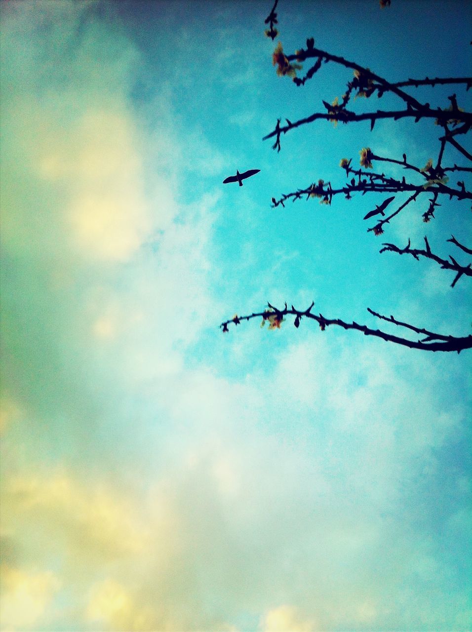 low angle view, sky, silhouette, blue, cloud - sky, nature, cloud, dusk, outdoors, beauty in nature, no people, bird, flying, tranquility, sunset, day, cloudy, branch, tree, bare tree