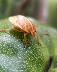 Close-up of insect on leaf