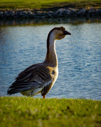 Bird in lake